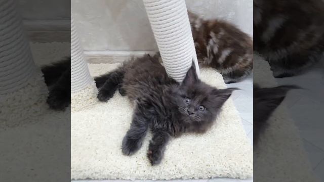 Один вечер из жизни питомника 🥰❤ Весело у нас 👍 / Питомник Мейн-кунов смотреть онлайн