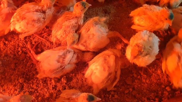 Самый крупный перепел/из мясных пород Альбинос техасский/Белый Фараон американский/Хитручкин двор. смотреть онлайн