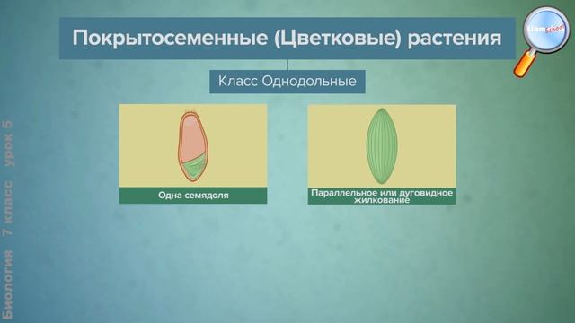 Биология 7 класс (Урок№5 - Классификация покрытосеменных растений.) смотреть онлайн