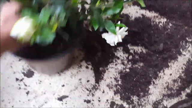 Transplanting Gardenia into a Bigger pot смотреть онлайн