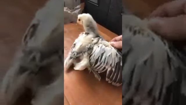 Светлая колумбийская брама смотреть онлайн