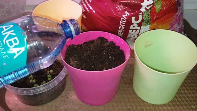 БАЗИЛИК. Быстро вырастить зимой на подоконнике. СУПЕР фуд. Полезные свойства базилика.