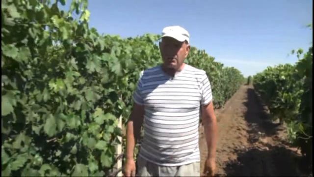 Новейшая разработка в области полива виноградников КФХ Махотка В. И. в Крыму смотреть онлайн