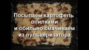 БЫСТРОЕ ПРОРАЩИВАНИЕ картофеля за 10-14 ДНЕЙ! Влажный способ в опилках!
