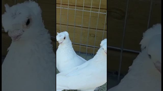 Молодые узбекские двухчубые голуби. Tauben. Pigeons смотреть онлайн