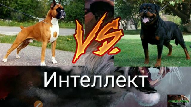 боксёр против ротвелера смотреть онлайн