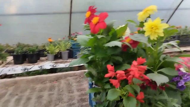 рассадный сезон подходит к концу! смотреть онлайн