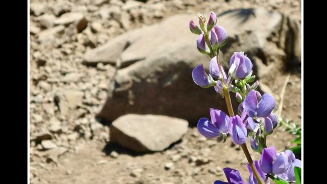 Wildflowers-Dolly Parton ukulele cover SOTU-590 смотреть онлайн