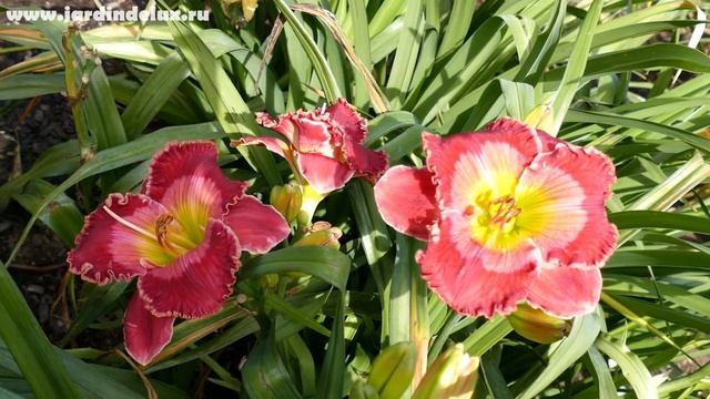 Цветение сортового лилейника DALE HENSLEY в саду www.jardindelux.ru смотреть онлайн
