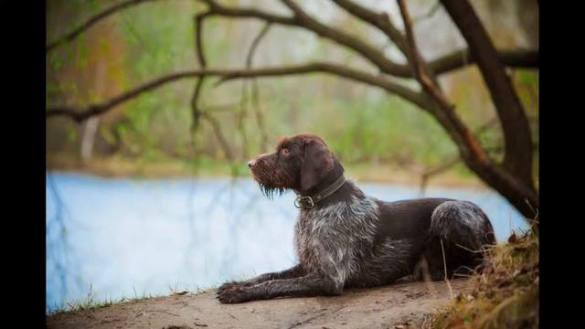 Дратхаар. Drathaar.