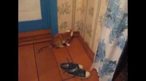 Кот ловит мышь.