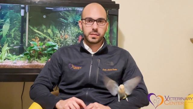 New Pocket Pet Guide смотреть онлайн