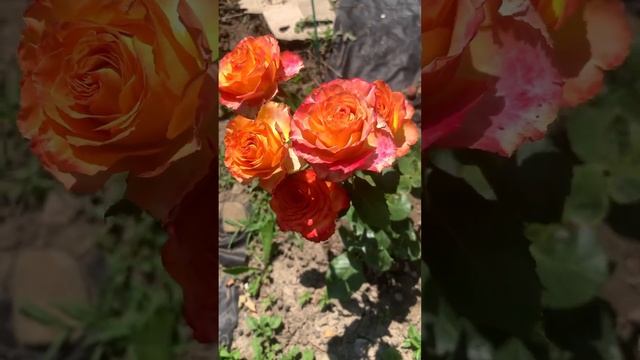 Роза Золотой дракон смотреть онлайн