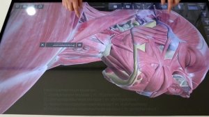 Анатомия шеи : мышцы , фасции и треугольники шеи . Мышцы шеи , строение , функция . ( 1 часть )