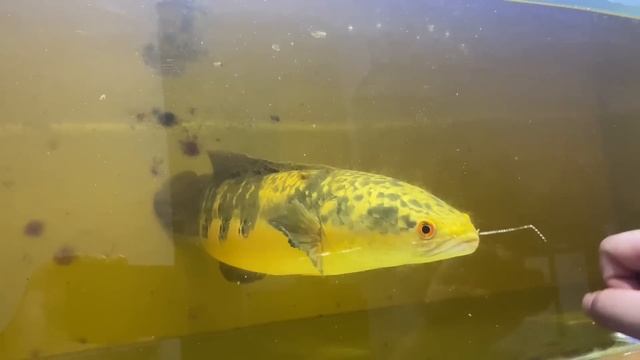 NGERI! REVIEW CHANA RED MARU JUMBO HASIL DARI MANCING смотреть онлайн