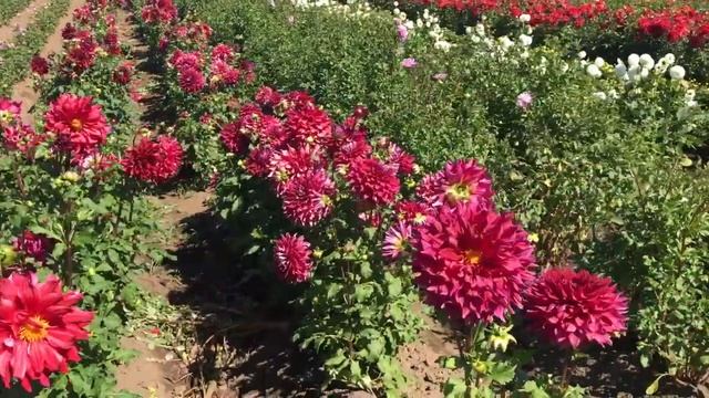 Фестиваль Георгин в Америке, коллекция георгин. Сортовые Георгины. Annaul Dahlia Festival смотреть онлайн