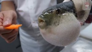 Что случилось с Рыба Фугу мем