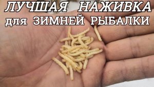 ЛУЧШАЯ НАЖИВКА  для  ЗИМНЕЙ РЫБАЛКИ это личинка КАМЫШОВОЙ МОЛИ: Как и где можно её легко найти.