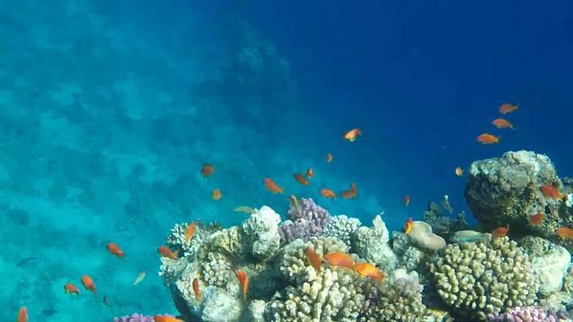 AA Grand Oasis Resort Reef