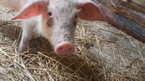 Как едят свиньи