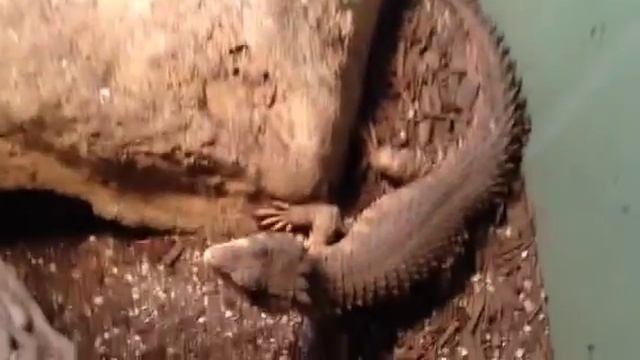 Smaug giganteus feeding смотреть онлайн