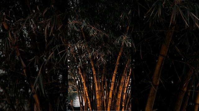 Как быстро растёт бамбук #shorts