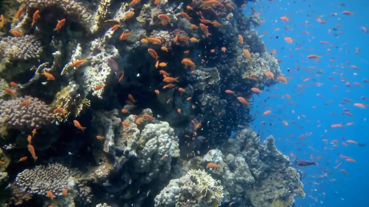 12.2. Костные рыбы смотреть онлайн