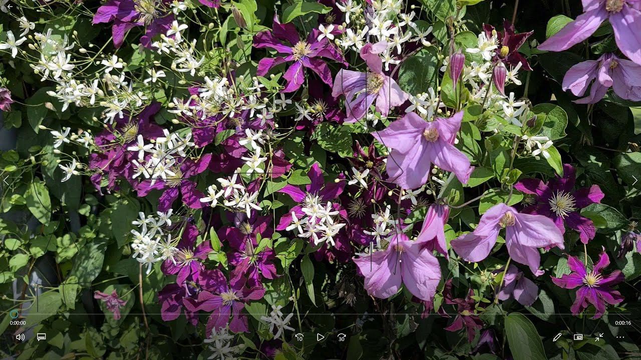 Как ПРАВИЛЬНО обрезать клематис в АВГУСТЕ на второе цветение! смотреть онлайн