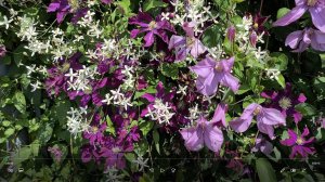 Как ПРАВИЛЬНО обрезать клематис в АВГУСТЕ на второе цветение!