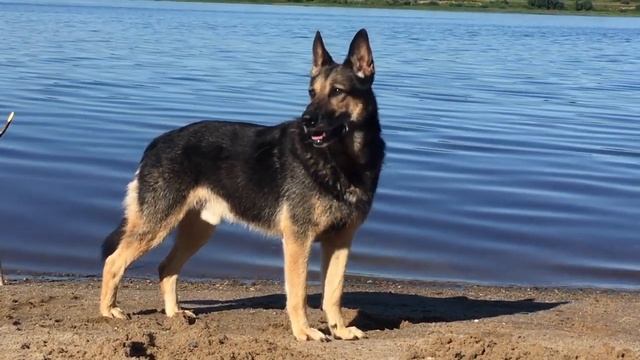 Не сажайте собаку на цепь! История моей собаки. смотреть онлайн