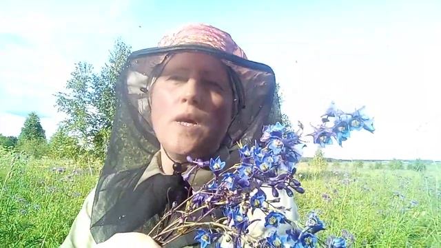 Цветы Живокости высокой - прекрасные и целебные - могут спасти жизнь. смотреть онлайн