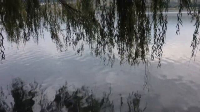 Отражение ивы в воде смотреть онлайн