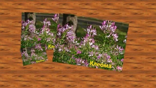 Цветы полевые с названиями смотреть Часть01 смотреть онлайн