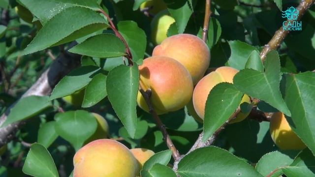 Как выращивать вкусные абрикосы на севере? смотреть онлайн