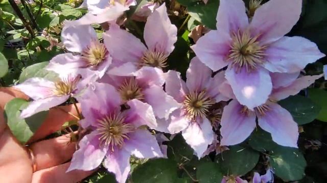 Клематисы в моем саду ???? смотреть онлайн