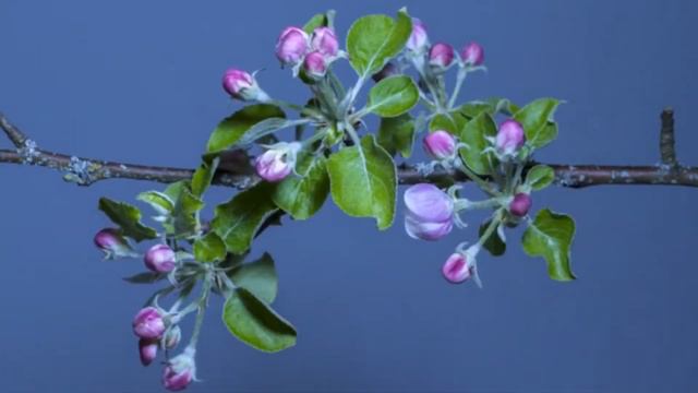 До весны. Слова Е.Воробьёв, музыка и исполнение А.Сычёв смотреть онлайн