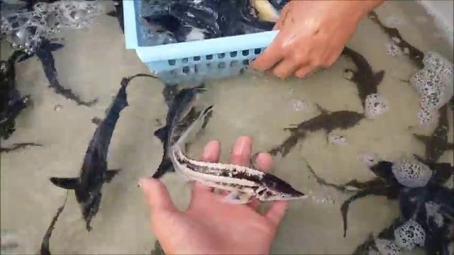 Стерлядь альбинос, оранжевая стерлядь. В общем цветная стерлядь! Челябинск смотреть онлайн