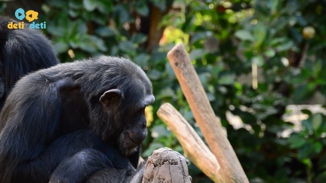 10 интересных фактов о зверях и птицах смотреть онлайн