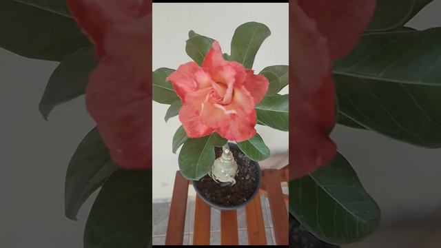 Rosa do Deserto Minha Paixão,linda floração da egg roll é a maravilhosa RC 523 Peony смотреть онлайн