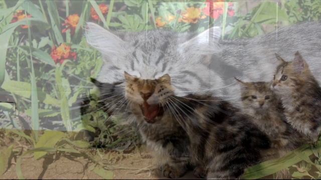 Сибирский котенок - Сенечка смотреть онлайн