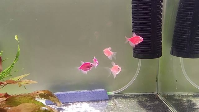 Сажаем тернецию на нерест. Данио и неон. Плохой нерест