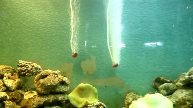 First Snake House In Dehradun || Zoo || Malsi Deer Park | Best Place to visit in Dehradun смотреть онлайн