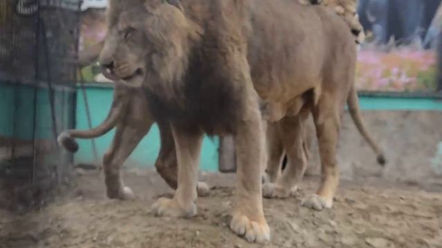 Стерва соблазняет львов ,а Геку хоть и холодно ,но свой пост он не покидает ! смотреть онлайн