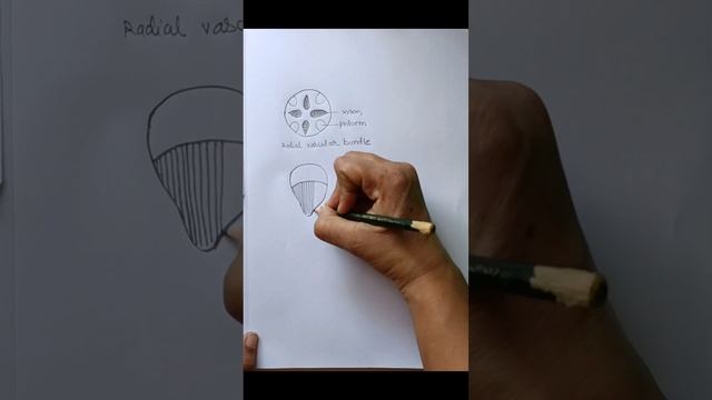 How to draw and label different types of Vascular bundles|| class 11 смотреть онлайн