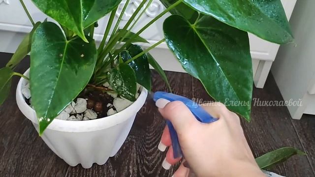 ВОЛШЕБНЫЙ ЭЛИКСИР для АНТУРИУМА и даже дохлый цветок выдаст МОЩНЫЕ ЗДОРОВЫЕ ЛИСТЬЯ! смотреть онлайн