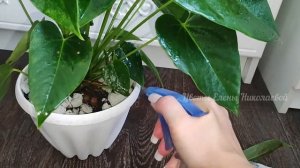 ВОЛШЕБНЫЙ ЭЛИКСИР для АНТУРИУМА и даже дохлый цветок выдаст МОЩНЫЕ ЗДОРОВЫЕ ЛИСТЬЯ!