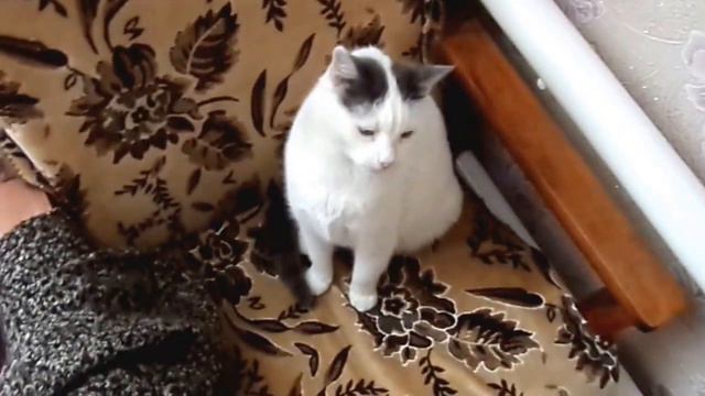 Игра с кошкой в реальной жизни смотреть онлайн