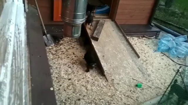 Эрдельтерьеры щенки 3.10.19 1.5 мес смотреть онлайн