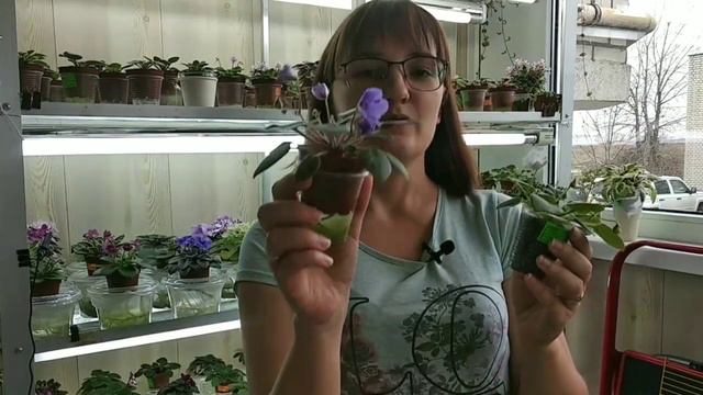 Як визначити сортову фіалку? Взнаємо спорт на стадії дітки сенполії. смотреть онлайн