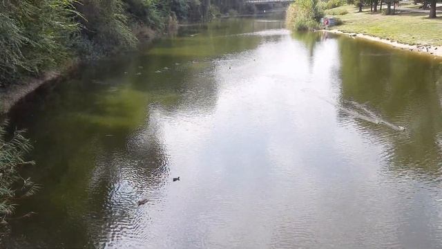 Утки на реке Саксагань в парке им. Ю. Гагарина, Кривой Рог, 30.08.2021 смотреть онлайн